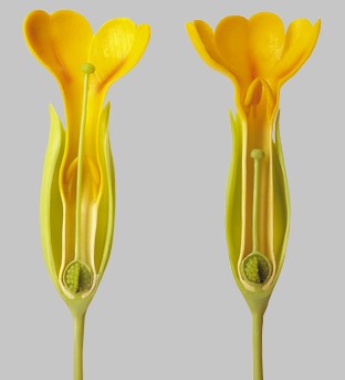 Primula officinalis  -Cowslip
